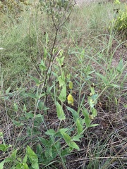 Matelea cynanchoides