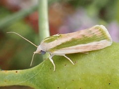 Earias huegeliana