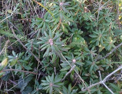Rhododendron columbianum