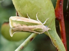 Earias huegeliana