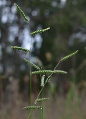Urochloa eminii