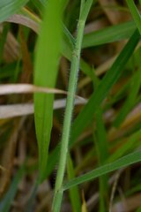 Urochloa eminii