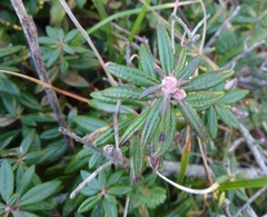 Rhododendron columbianum
