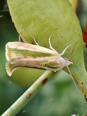 Earias huegeliana