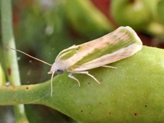 Earias huegeliana