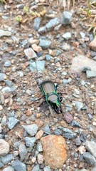 Megadromus antarcticus