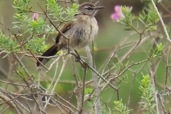 Cercotrichas coryphoeus