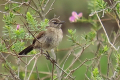 Cercotrichas coryphoeus