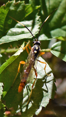 Cratichneumon w-album