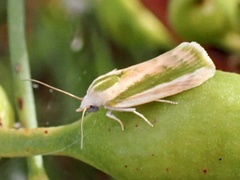 Earias huegeliana
