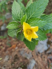 Turnera ulmifolia