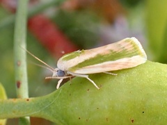 Earias huegeliana