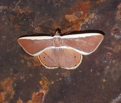 Opisthoxia