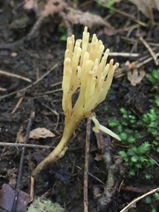Clavulinopsis corniculata