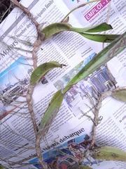 Bulbophyllum coriophorum image