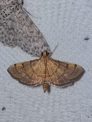Salbia