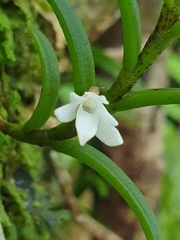 Angraecum pectinatum