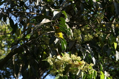 Olea dioica