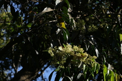 Olea dioica