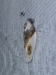 Acontia