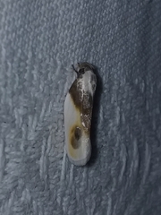 Acontia