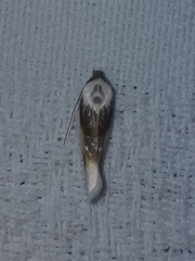 Acontia