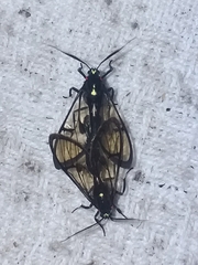 Syntrichura virens
