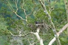 Macheiramphus alcinus