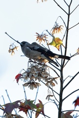 Pyrrhula nipalensis uchidai
