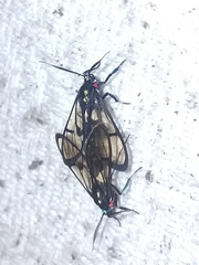 Syntrichura virens