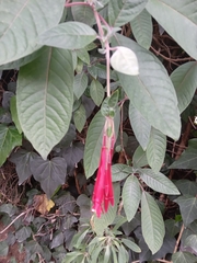 Fuchsia boliviana
