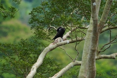 Macheiramphus alcinus