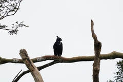Macheiramphus alcinus