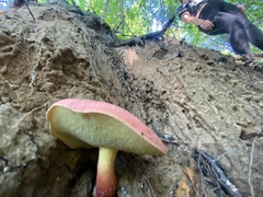Baorangia