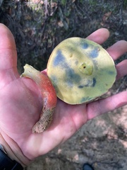 Baorangia
