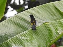 Icterus prosthemelas