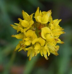 Listia bainesii