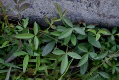 Listia bainesii