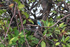Alcedo coerulescens