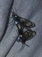 Syntrichura virens