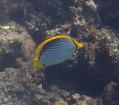 Chaetodon melannotus