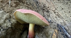 Baorangia