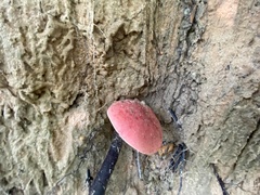 Baorangia