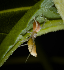 Cheiracanthium mildei