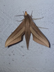 Xylophanes loelia