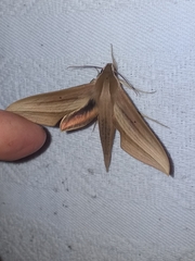 Xylophanes loelia