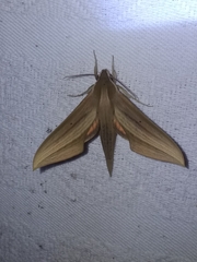 Xylophanes loelia