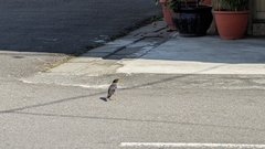 Acridotheres javanicus