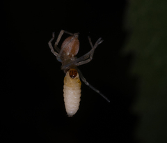 Cheiracanthium mildei