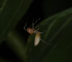 Cheiracanthium mildei